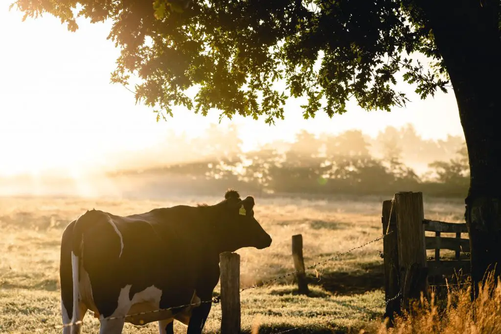 Agroforestry-Global warming