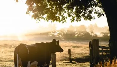 Agroforestry-Global warming