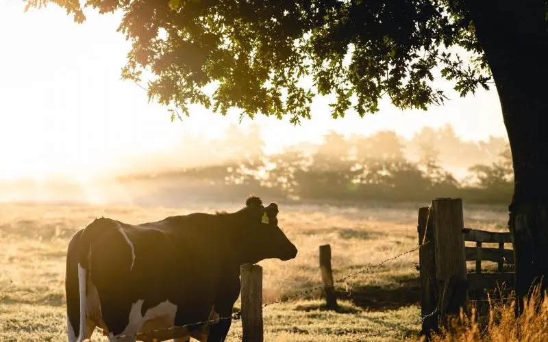 Agroforestry-Global warming