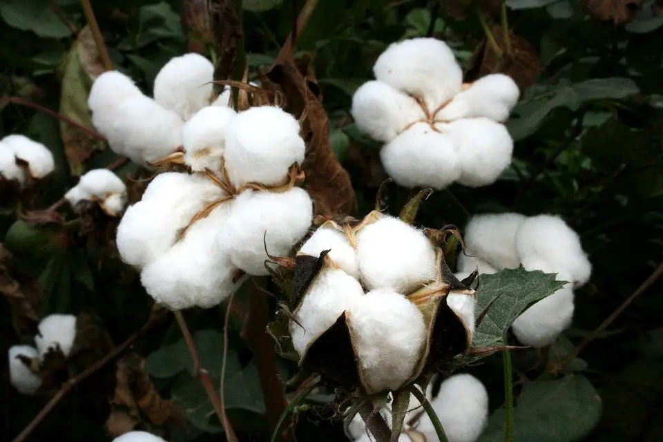 Bt Cotton