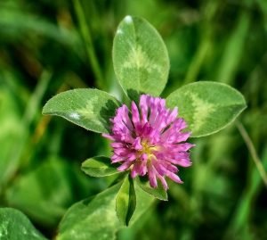 Clover to prevent soil erosion