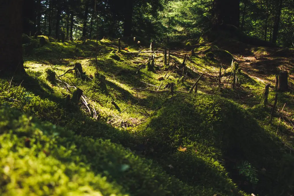 Deforestation vs Reforestation