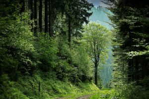 Forests fight global warming