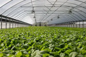 GreenhouseUrban Farming