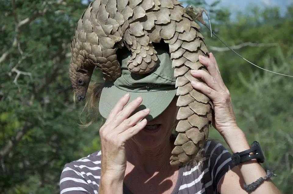 Pangolins;Why are they endangered