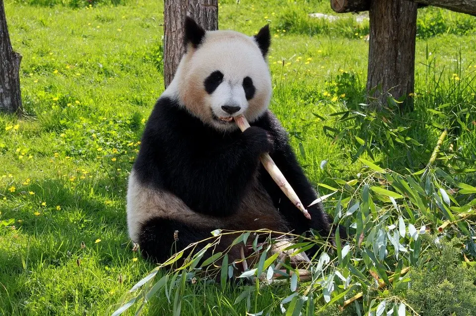 Why are Giant Pandas Endangered Today? | Environment Buddy