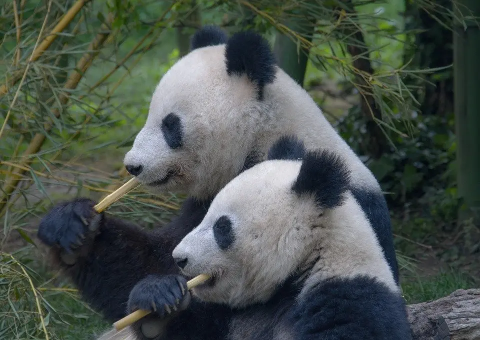 Why are Giant Pandas Endangered Today? | Environment Buddy