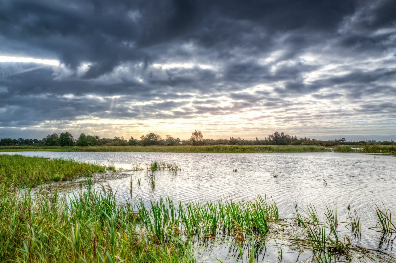 20 Fun Facts about Wetland Biome | Environment Buddy