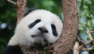 Why are pandas endangered?