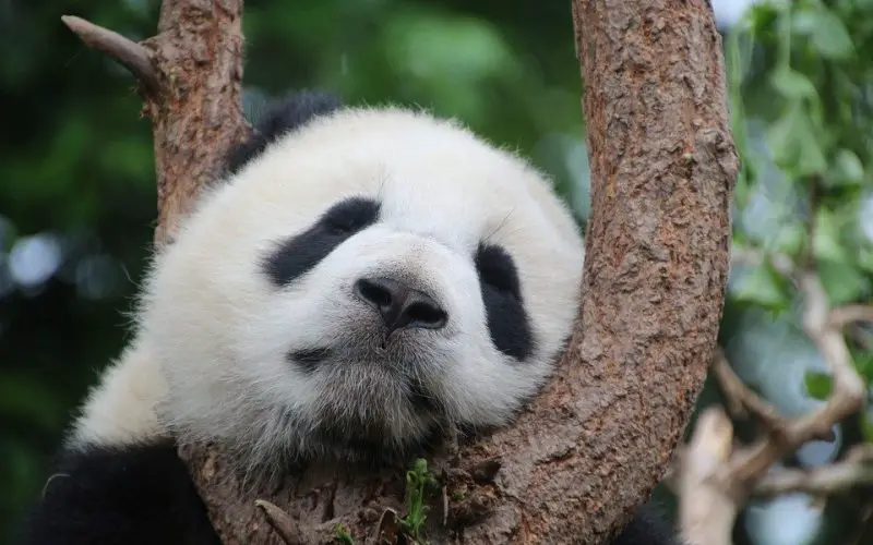 Why are pandas endangered?