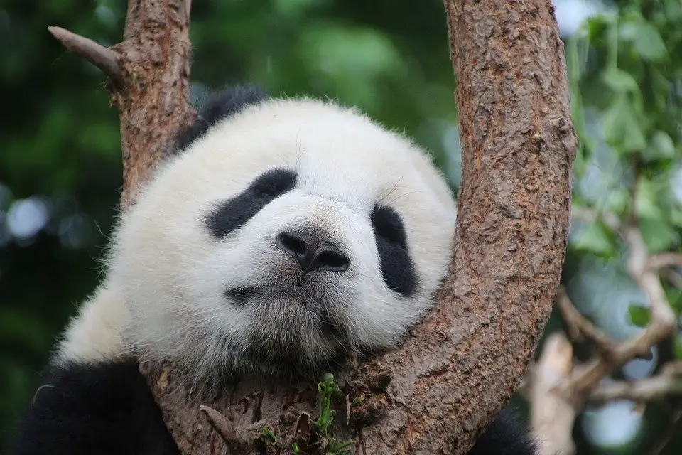 Why are pandas endangered?