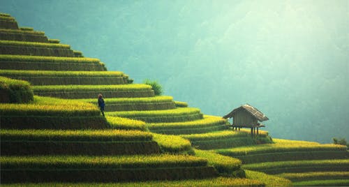 terrace farming/soil erosion