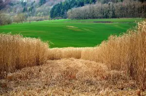Biofuel Pros and Cons-Miscanthus