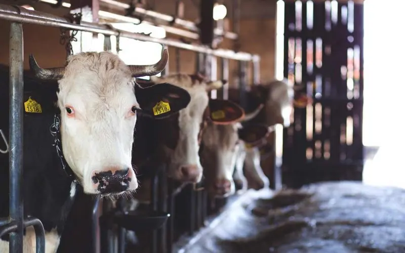 Cows-Factory farming