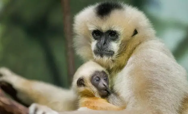 Hainan Gibbon-Endangerment of Species