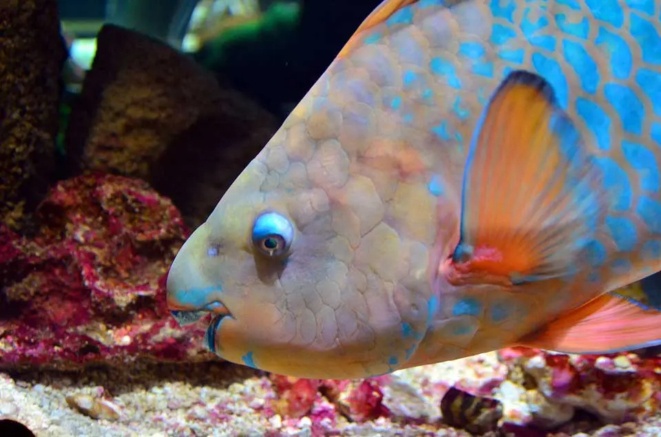 Parrot-fish as Keystone Species