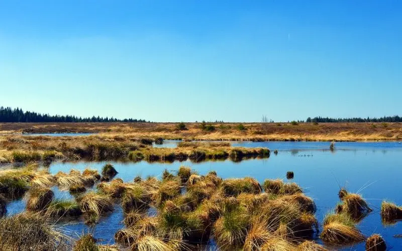 Peat Types, Importance, Facts and more