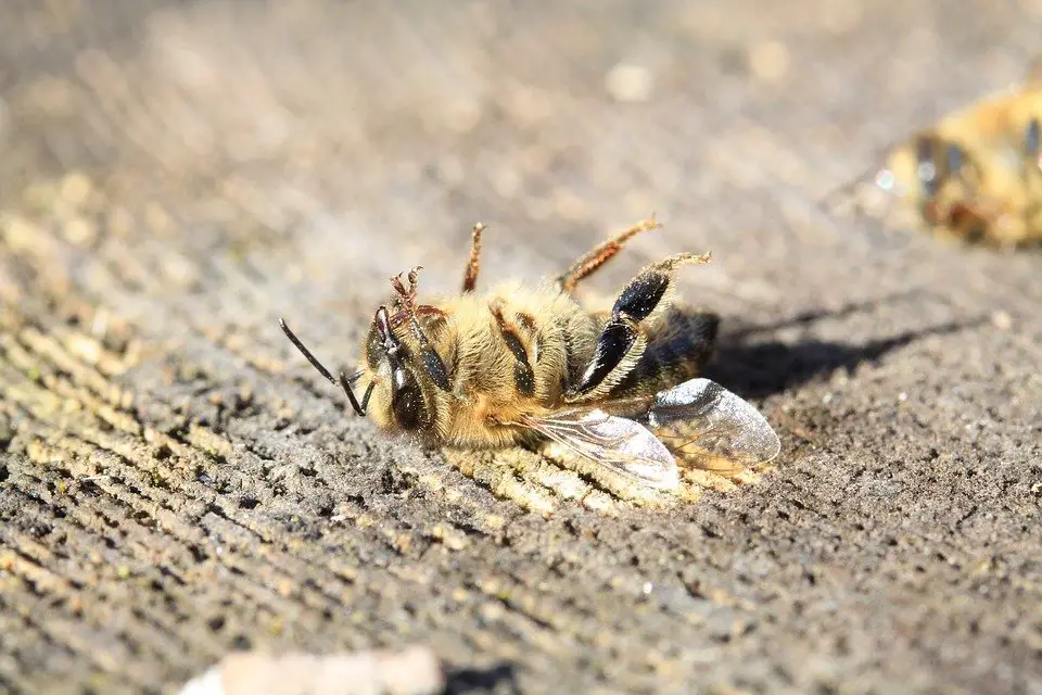 Pesticide Effect on bee populations