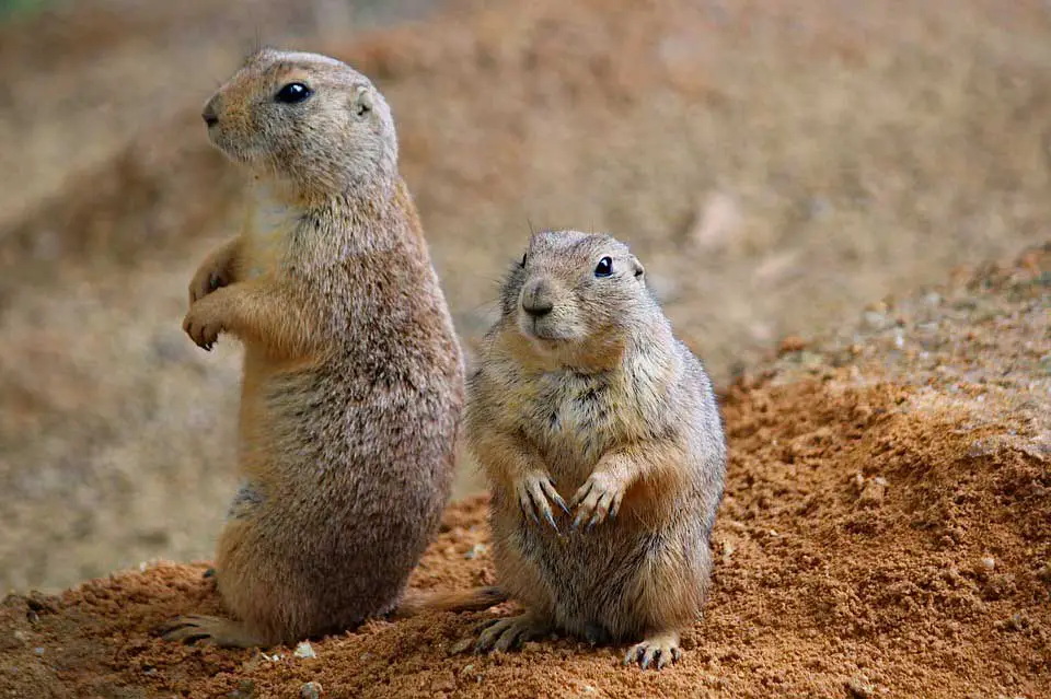 Prairie dogs as keystone species example