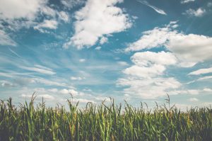 What is Green Manure?