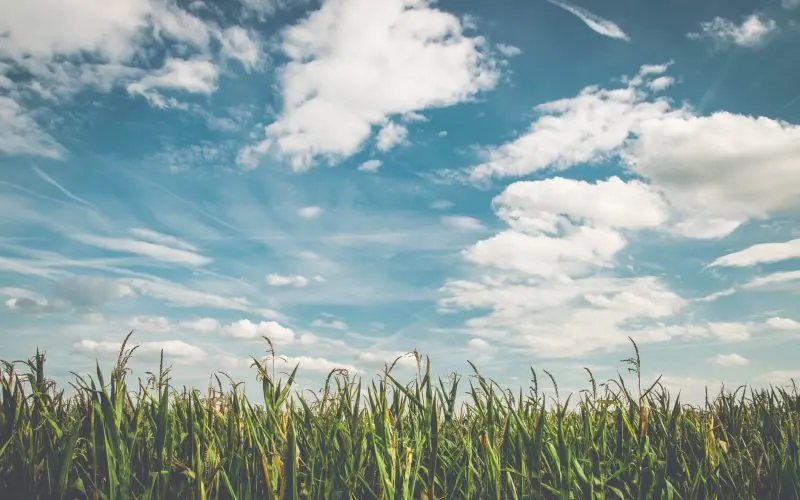 What is Green Manure?