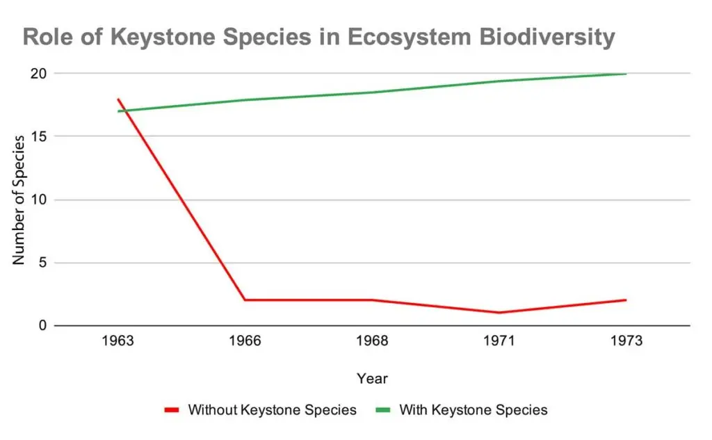 Keystone species importance in ecosystem