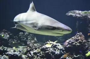sharks acting as keystone