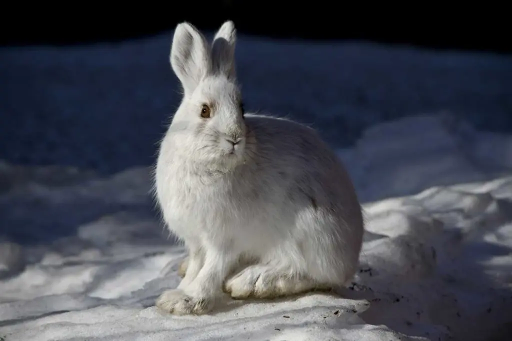 Snowshoe Hare as Keystone Species