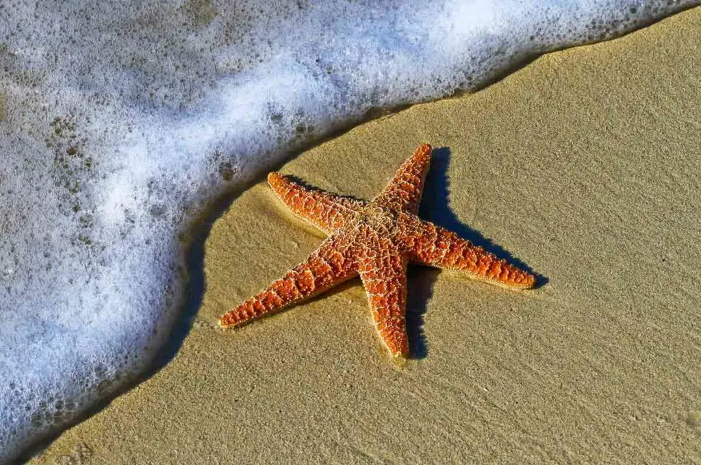 Starfish as Keystone Species Example