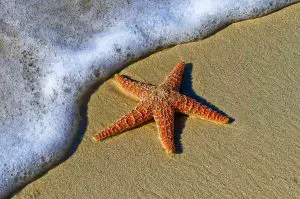 Starfish as keystone species
