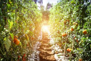 Tomato Farm-crop rotation