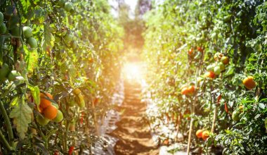 Tomato Farm-crop rotation