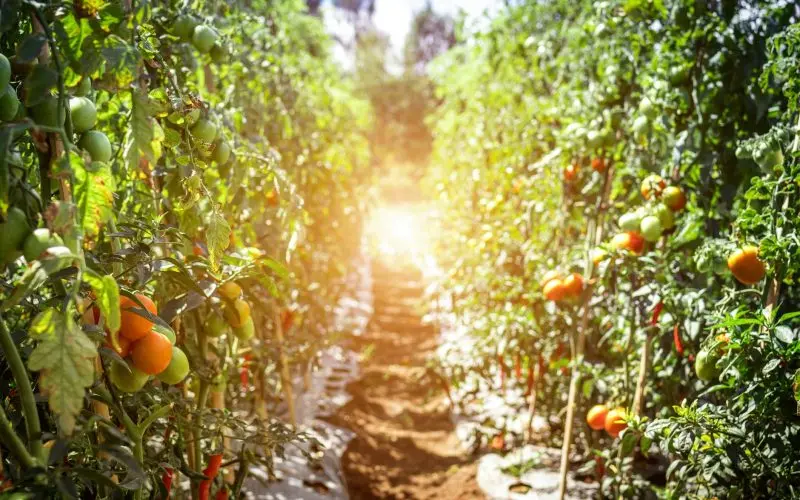 Tomato Farm-crop rotation