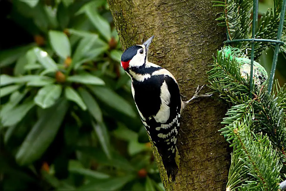 Woodpecker as Keystone Species Example