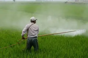 Pesticide Effects on Farmers