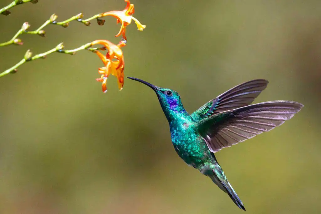 humming birds as keystone species