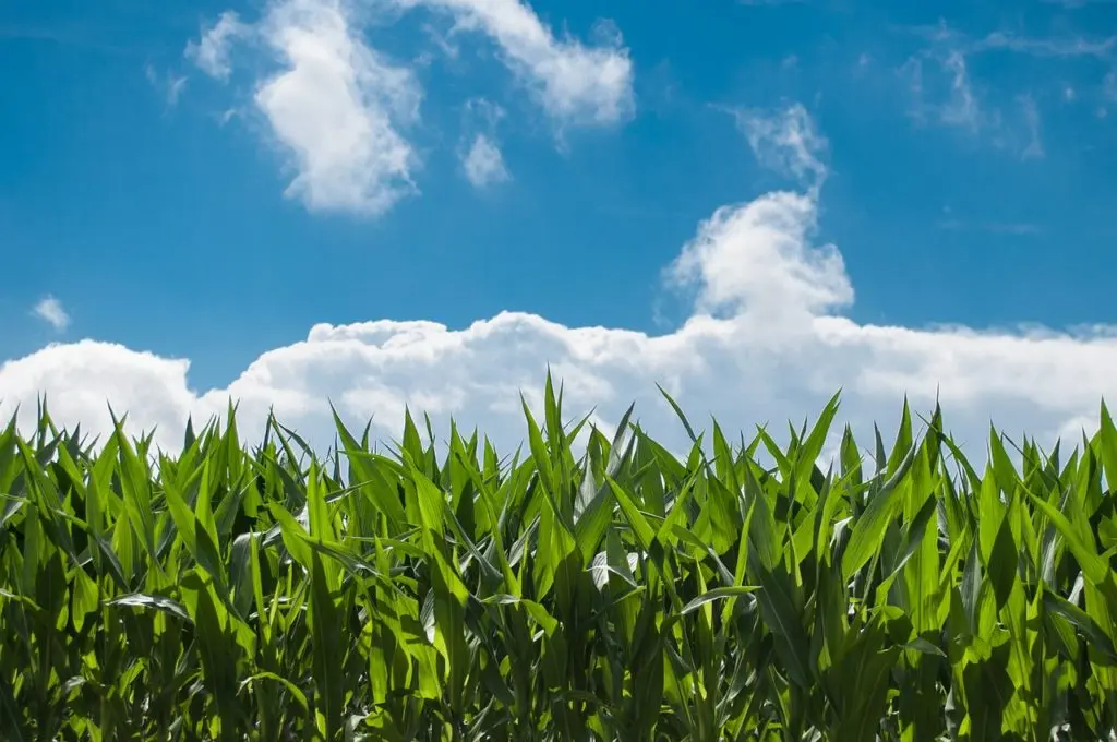 Conventionally farmed Corn fields in US Corn Belt