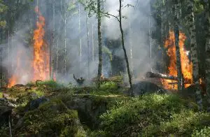 Forest Fire burning through trees