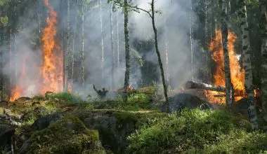 Forest Fire burning through trees