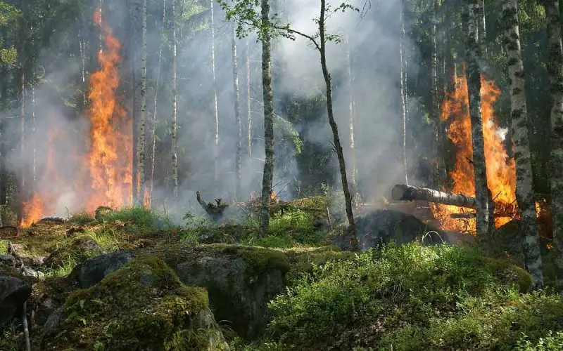 Forest Fire burning through trees