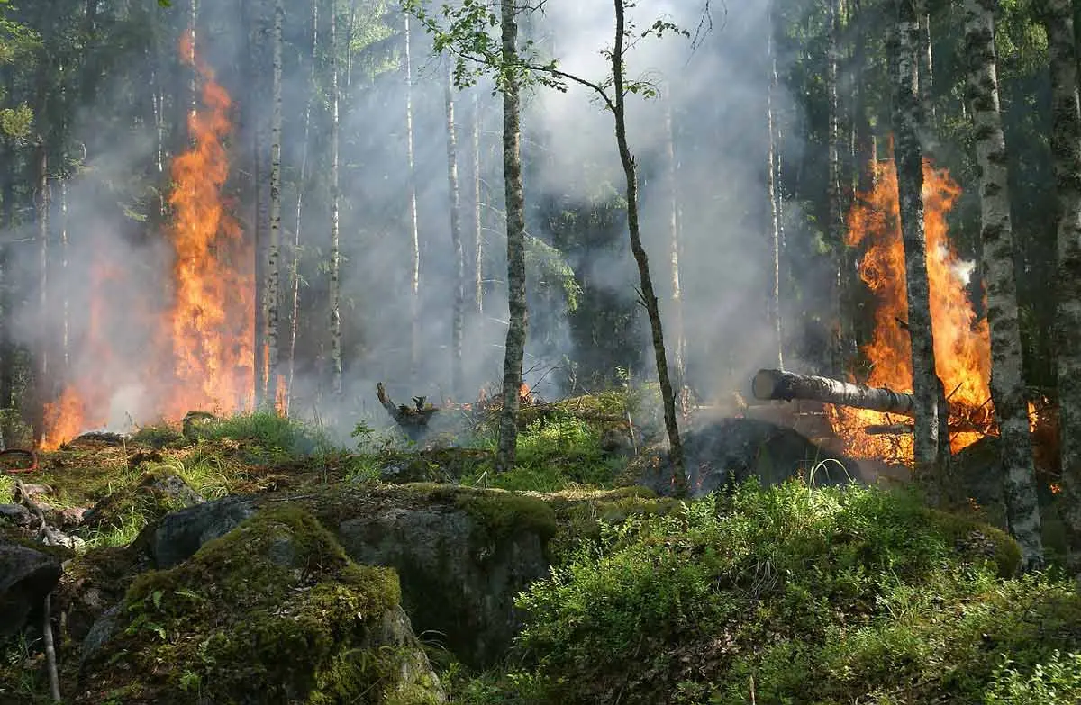 Forest fires: Causes, Effects, Solutions | Environment Buddy