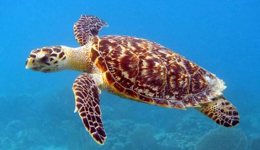 15 Hawksbill Sea Turtle Facts