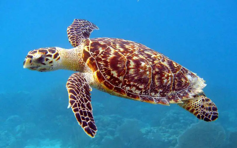 15 Hawksbill Sea Turtle Facts