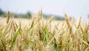 Sustainable vs Conventional Farming