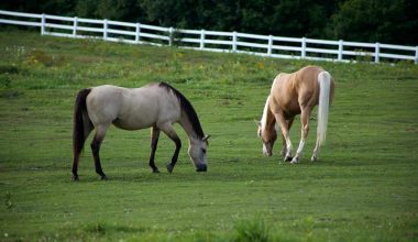 Grazing Horses Helps the Environment