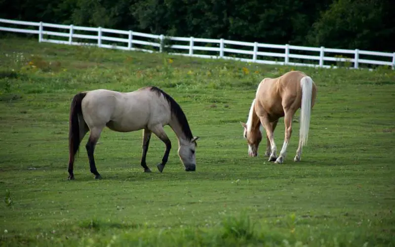 Grazing Horses Helps the Environment