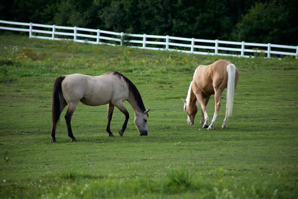 Grazing Horses Helps the Environment