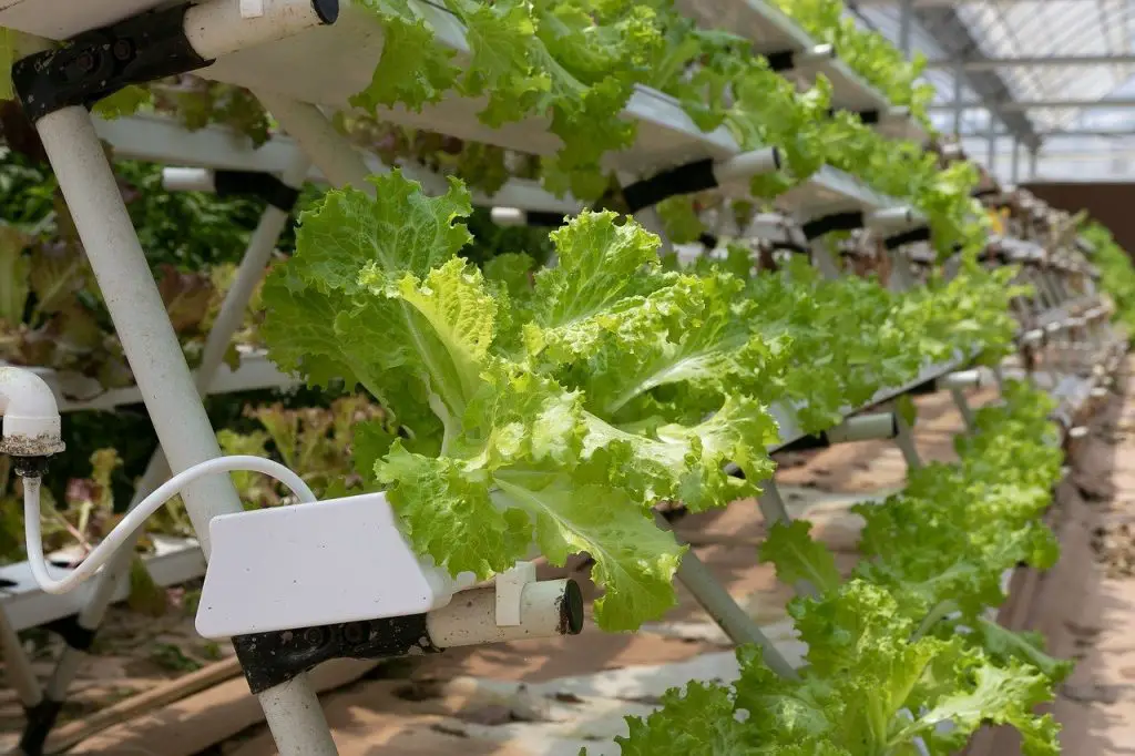 Hydroponics; A sustainable Farming Method