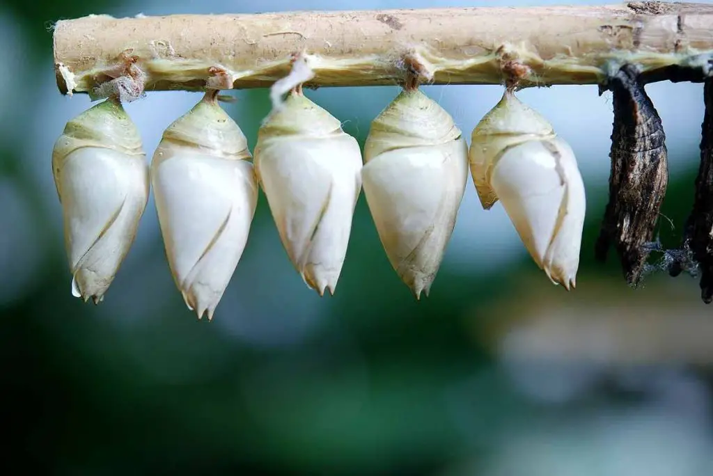 butterfly larvae