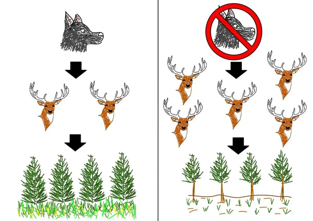 Keystone Species and Trophic Cascades - Science Lessons That Rock